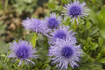 Globularia trichosan
